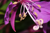 Epilobium angustifolium Epilobium angustifolium